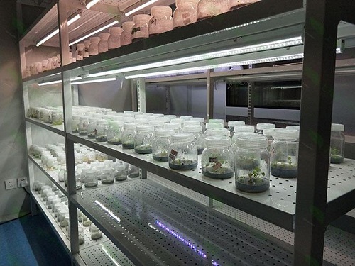 平南植物组织培养实验室设计建设方案